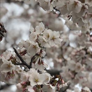 Meet your Posher, Jas